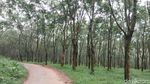 Foto: Hutan Karet Romantis di Semarang, Untuk Libur Akhir Pekan