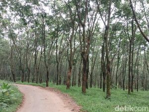 Lahan Sudah Legal, Petani dan Polisi Hutan Tak Lagi Kucing-kucingan