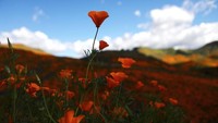 Fenomena alam yang disebut superbloom itu dikatakan langka karena hanya terjadi 10 tahun sekali.