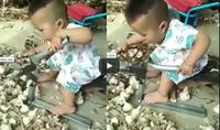Sering Bantu Orang Tuanya, Dua Bocah Cilik Ini Jago Potong Akar Bawang