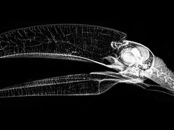 Deretan Foto X-Ray Para Hewan