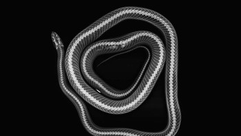 Ular Jagung. Foto: iflscience