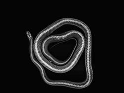 Deretan Foto X-Ray Para Hewan