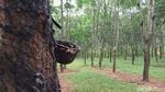Foto: Hutan Karet Romantis di Semarang, Untuk Libur Akhir Pekan