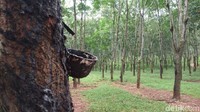 Hutan Alaska ini tidak dipungut biaya alias gratis. (Aji Kusuma/detikcom)