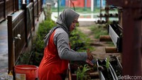 Di salah satu bagian taman nampak pula sebidang lahan yang ditanami berbagai tanaman obat keluarga.