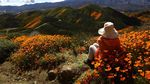 Potret Langka Bunga Warna-Warni Mekar di Gurun California