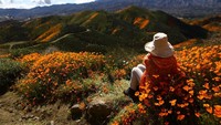 Puncak mekarnya bunga-bunga ini biasanya terjadi di pertengahan hingga akhir bulan Maret.