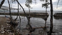 Lautan yang tenang tanpa gangguan cuaca seolah belum cukup meyakinkan calon turis. Padahal tak ada tsunami di sini, kecuali hanya batu-batu apung sisa fenomena alam ujung 2018 yang terbawa arus laut dan sampai di pasir pantai.