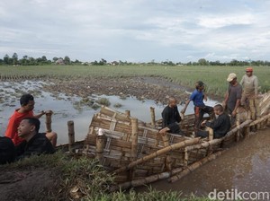 Banjir Bikin 205 Hektare Lahan Pertanian di Tulungagung Gagal Panen