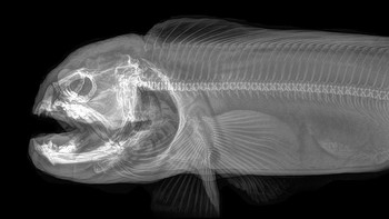 Belut Srigala. Foto: iflscience