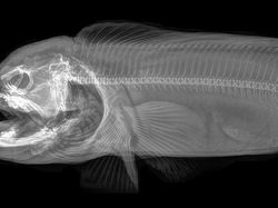 Deretan Foto X-Ray Para Hewan