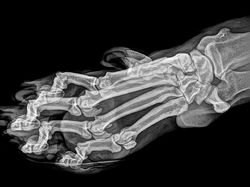 Deretan Foto X-Ray Para Hewan