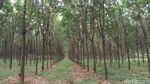 Foto: Hutan Karet Romantis di Semarang, Untuk Libur Akhir Pekan
