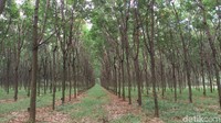 Dalam bahasa Jawa Alas memiliki arti sebagai hutan, sehingga alaska berarti hutan karet. (Aji Kusuma/detikcom)