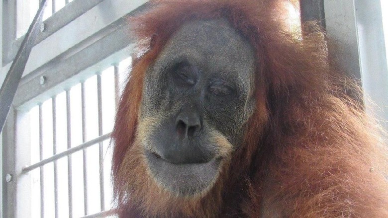 Enggan Kasus Orang Utan Hope Terulang, Polisi Diminta Tertibkan Senapan Angin Enggan Kasus Orang Utan Hope Terulang, Polisi Diminta Tertibkan Senapan Angin