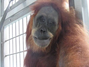 Kisah Tragis Orang Utan Hope: Bayinya Mati, Tubuhnya Diberondong 74 Peluru