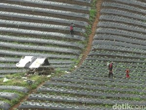 Marak Alih Fungsi Lahan, Subang Terancam Bencana