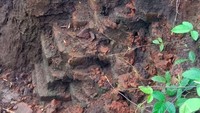 Bagian tebing juga tak luput dari penggalian untuk mengungkap lebih jauh dari susunan batu bata. Istimewa/Jasa Marga.