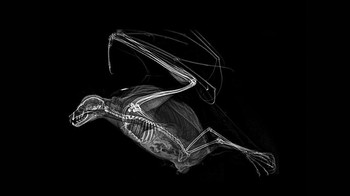 Kelelawar. Foto: iflscience