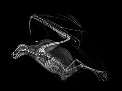 Deretan Foto X-Ray Para Hewan