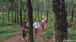 Foto: Hutan Karet Romantis di Semarang, Untuk Libur Akhir Pekan