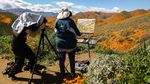 Potret Langka Bunga Warna-Warni Mekar di Gurun California