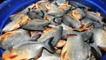 Mengintip Pasar Ikan Modern yang Diresmikan Jokowi Malam Ini