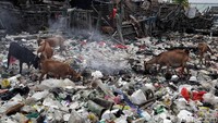 Sejumlah kambing nampak mengais makanan dari tumpukan sampah plastik di sekitar tempat pembuangan sampah (TPS) sementara di Pulau Seribu.