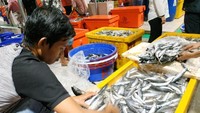 Ikan-ikan ini berasal dari wilayah Lampung, Banten, Jawa Barat, Jawa Tengah, dan Jawa Timur (sepanjang pantai utara Jawa). Ikan ini didominasi oleh jenis ikan laut yaitu kembung, cumi, tongkol, kakap, dan udang, dan jenis ikan air tawar seperti patin, bawal, dan mujair. Pool/Dok. Perum Perindo.
