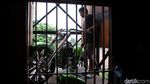Si Hijau yang Bergaya Chopper