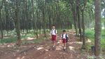 Foto: Hutan Karet Romantis di Semarang, Untuk Libur Akhir Pekan