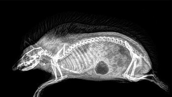 Landak. Foto: iflscience