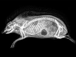 Deretan Foto X-Ray Para Hewan