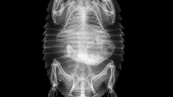 Armadilo berbulu Foto: iflscience