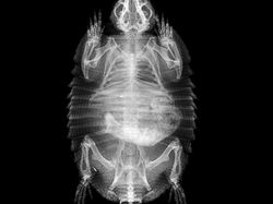 Deretan Foto X-Ray Para Hewan