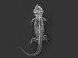 Deretan Foto X-Ray Para Hewan