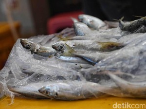 Korea Ngebet Beli Ikan Layur dan Cumi RI