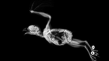 Burung hantu.  Foto: iflscience