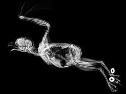 Deretan Foto X-Ray Para Hewan