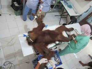 Heboh Foto Orangutan yang Disiksa, Netizen: Nggak Punya Perasaan!