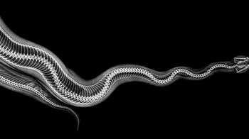 Python. Foto: iflscience