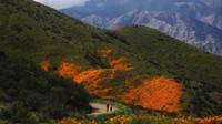 Diperkirakan lebih dari 80.000 kilometer bagian gurun Anza-Borrego di California dipenuhi bunga-bunga liar dan menghasilkan pemandangan yang memukau mata.