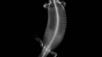 Kadal Gila Monster. Foto: iflscience