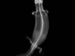 Deretan Foto X-Ray Para Hewan