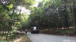 Foto: Hutan Karet Romantis di Semarang, Untuk Libur Akhir Pekan