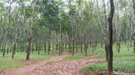 Foto: Hutan Karet Romantis di Semarang, Untuk Libur Akhir Pekan