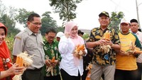 Wanita 48 tahun ini eksis di Instagram dengan lebih dari 47.000 followers. Ini aksinya saat meninjau produksi jagung di Pandeglang. Foto: Instagram irnadimyati