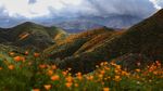 Potret Langka Bunga Warna-Warni Mekar di Gurun California