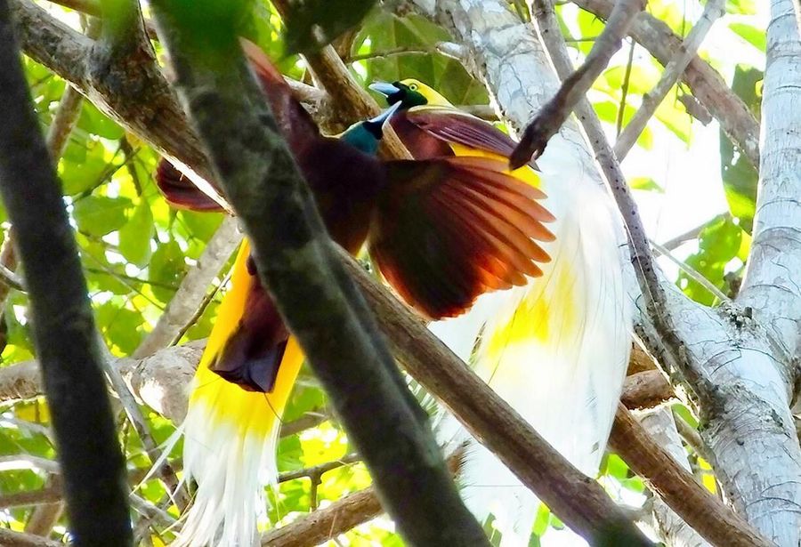 Terkeren 26 Gambar  Burung Di Dahan  Gani Gambar 